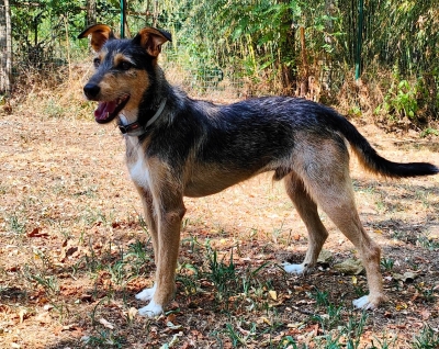 Loki
