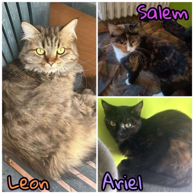 Leon, Salem, Ariel